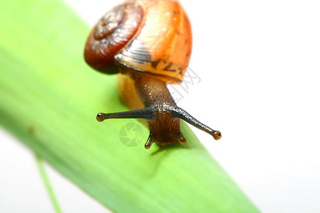 贝壳上草草绿色草本植物房子蜗牛杂草蠕变喇叭叶子蕨类小腿图片