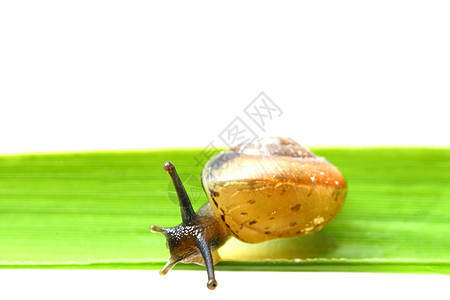 贝壳上草草草本植物蜗牛绿色宏观蕨类小腿喇叭叶子蠕变白色图片
