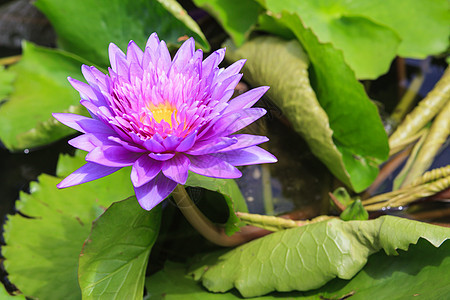 睡莲 开花在热带庭院里的莲花荷花叶子百合情调美丽公园池塘荒野水池花瓣图片