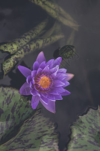 睡莲 开花在热带庭院里的莲花荒野荷花紫色水池叶子公园香味环境冥想植物学图片