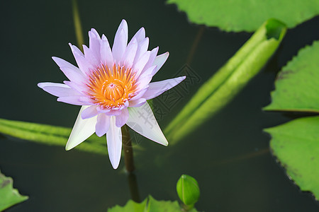 睡莲 开花在热带庭院里的莲花天空植物群异国水池美丽荷花花瓣环境香味植物图片