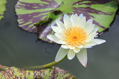 睡莲 开花在热带庭院里的莲花花园冥想环境紫色天空植物荷花植物群美丽反射图片