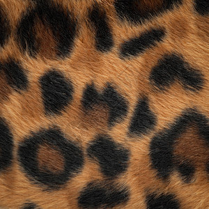 豹或美洲豹皮肤形态背景插图皮革黄色风格荒野黑色斑点棕色情调动物图片