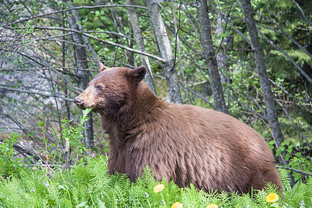 棕熊饥饿食草食肉森林动物群植物生物野生动物树木荒野图片