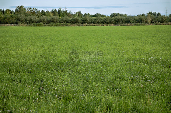 农民田衬套植物学场地田园风光植被干草草地草原食物图片