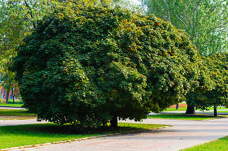 公园中的树树木植物天篷植物学孤独环境生态场地绿色多叶图片