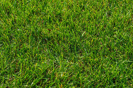 绿草质草地足球生长高尔夫球公园墙纸牧场草本植物园艺场地图片