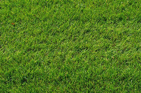 绿草质墙纸公园运动草本植物园艺场地环境高尔夫球足球牧场图片