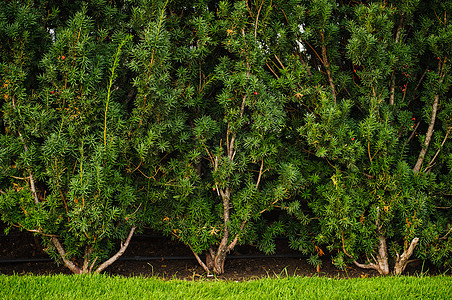 绿色隔离墙公园植物乔木剪裁花园灌木森林园艺针叶树松树图片