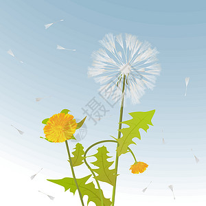 雌蕊Dandelion 装饰卡插画