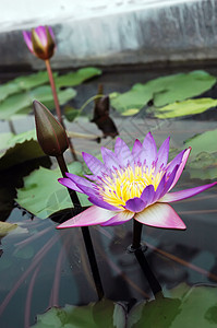 莲花荒野百合情调季节冥想花瓣池塘植物叶子环境图片