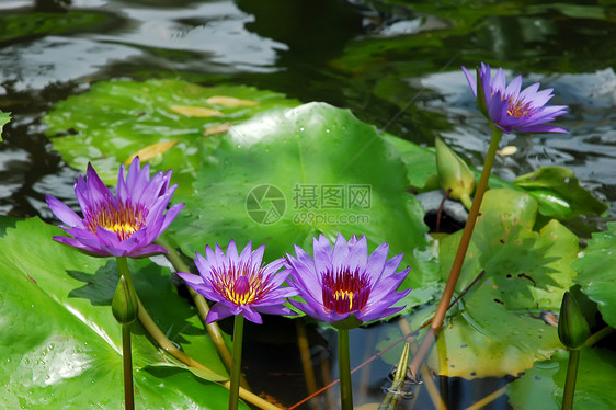 莲花热带宏观百合情调池塘植物学叶子季节反射花园图片