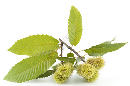 栗子的树枝坚果板栗植物水果绿色叶子食物图片