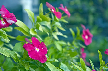 花园里的花朵紫色花瓣季节场景公园草地叶子植物学植物晴天图片