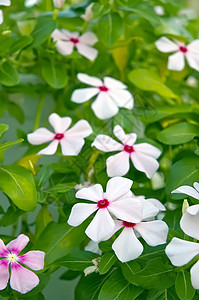 花园里的花朵花瓣园艺生长植物群场地公园场景植物宏观美丽图片