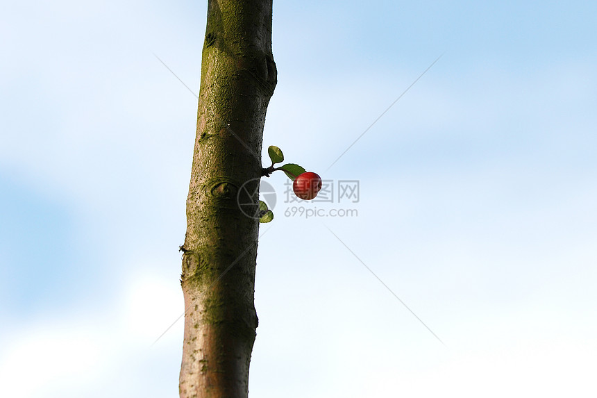 螃蟹苹果树芽图片