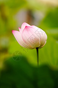 粉色莲花夏天在池塘中开花园艺植物环境精神百合叶子植物群花园荷花冥想图片