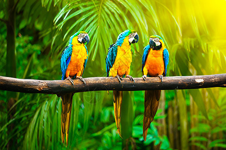 蓝和黄色Macaw荒野动物大道植物鹦鹉野生动物鸟类图片