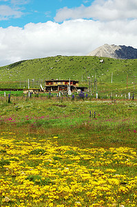 草地景观植物农村场地环境农场晴天爬坡天堂场景牧场图片