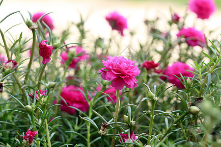 花园里的花朵植物群叶子场景草地花瓣场地美丽公园园艺植物图片