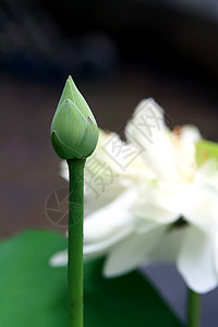 莲花叶子池塘植物百合花瓣荷花季节花园异国植物学图片