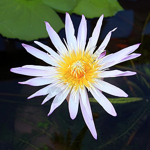 莲花季节环境荷花植物学叶子花瓣情调反射异国池塘图片