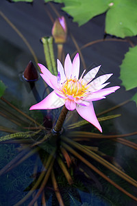 莲花环境宏观百合荷花植物学植物热带池塘公园情调图片