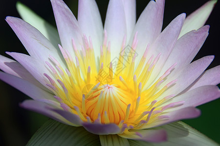 莲花荒野异国池塘季节花园百合热带宏观植物植物学图片