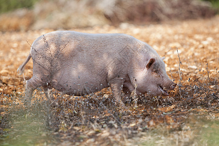 夏季户外家养猪哺乳动物稻草橡木猪肉季节荒野农场火腿橡子植物野生动物图片