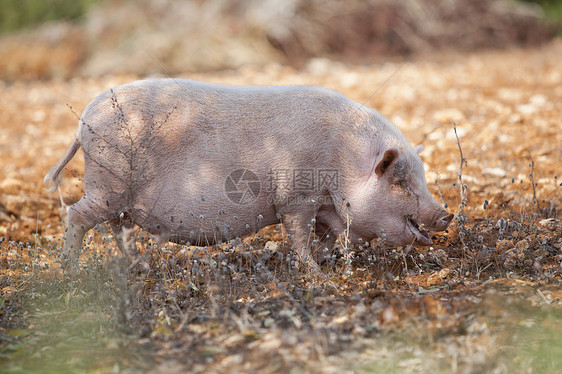 夏季户外家养猪哺乳动物稻草橡木猪肉季节荒野农场火腿橡子植物野生动物图片