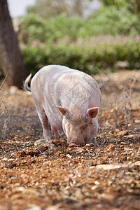 夏季户外家养猪哺乳动物森林野生动物植物稻草农场猪肉食物荒野橡子公猪图片