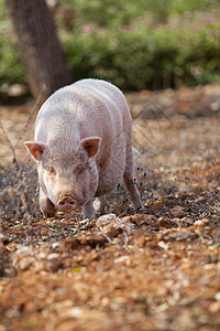 夏季户外家养猪哺乳动物橡子荒野家畜橡木季节植物鼻子动物稻草公猪图片