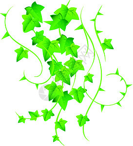 绿色常春藤生长植物植被环境插图植物学森林爬行者花园藤蔓图片