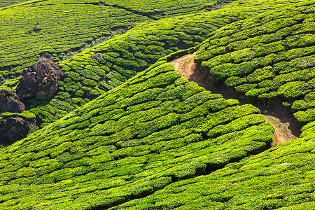 茶叶种植园茶园丘陵高地山脉天空树叶场地爬坡农业场景图片