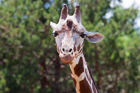 动物园的法拉菲哺乳动物脖子毛皮头发橙子斑点耳朵国家鼻子皮肤图片