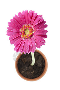粉色菊花植物群植物植物学生长花茎粉红色花盆花店向日葵雏菊图片