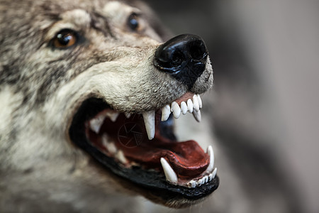 野灰狼动物鼻子濒危荒野咆哮森林捕食者警觉毛皮野生动物犬类图片