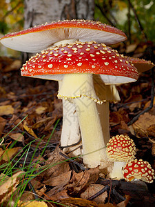 冬藤蘑菇 隔离的 在草地上密闭叶子红色白色毒菌棕色绿色季节宏观图片