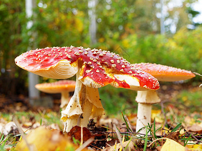 冬藤蘑菇 隔离的 在草地上密闭季节棕色叶子宏观毒菌绿色红色白色图片