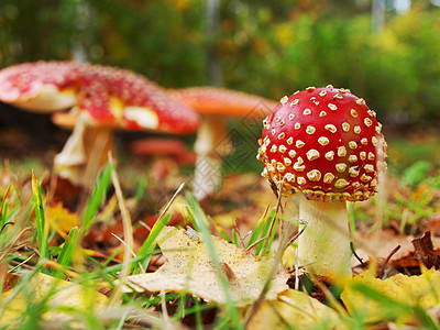 冬藤蘑菇 隔离的 在草地上密闭白色季节棕色叶子红色宏观绿色毒菌图片