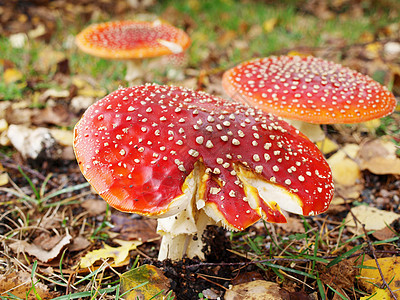 冬藤蘑菇 隔离的 在草地上密闭绿色红色棕色叶子白色毒菌季节宏观图片
