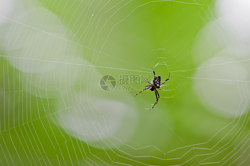 蜘蛛昆虫网络丝绸宏观捕食者旋转编织蛛网圆圈果园图片