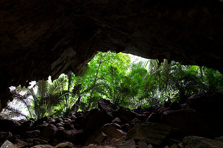 从雨林洞穴中看到的景象石头木头石窟岩石公园微风环境入口季节石笋图片