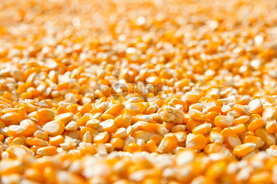 玉米种子背景蔬菜小吃食物核心健康生物学农场裂缝烹饪黄色图片