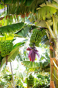 拉帕尔马的加那利香蕉种植园普拉塔诺生长食物岛屿花园棕榈水果香蕉热带森林树叶图片