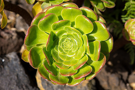 电阴极仙人掌太阳沙漠花园热带植物群团体植物蔬菜地面乌贼图片