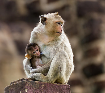 婴儿猴子和母亲图片