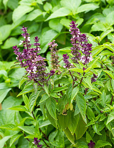 花园里的花朵草本树叶绿色医疗烹饪美食小枝芳香植物愈合图片