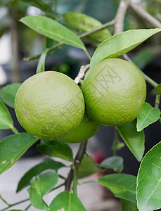 波梅洛水果健康市场绿色橙子柚子食物柠檬热带图片
