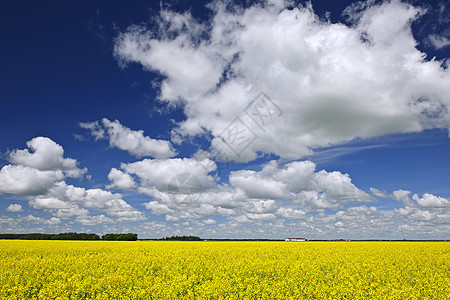 Canola 字段农业收成绿色蓝色农田草原生长农作物天空场地图片